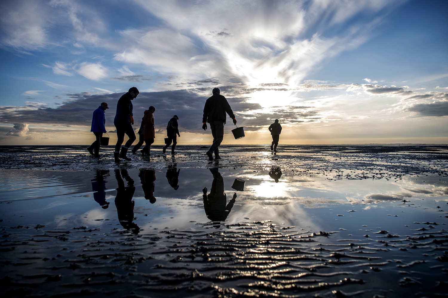 Mennesker der går ude på ude på vaden og samler østers