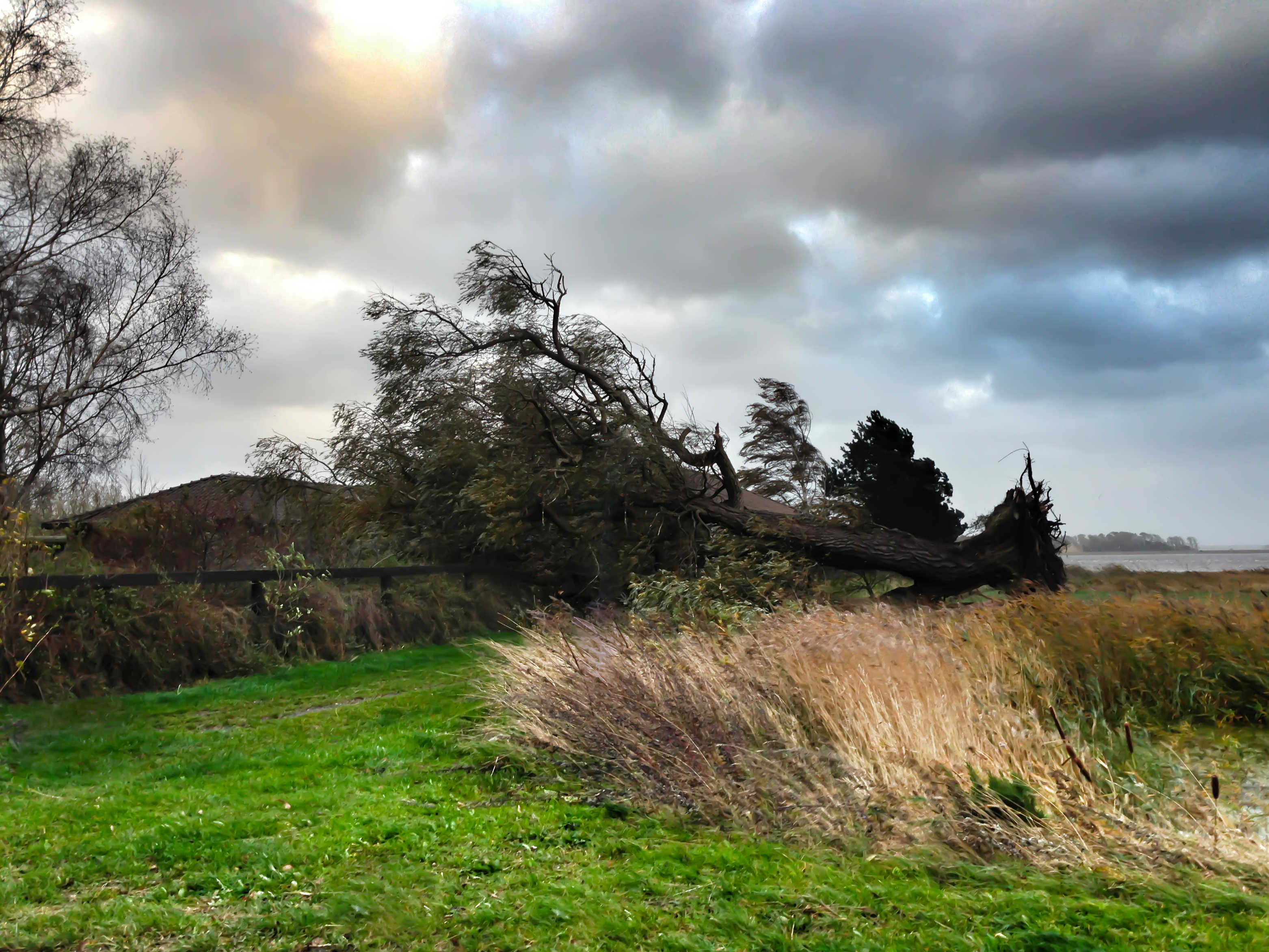 Væltet træ på grund af storm