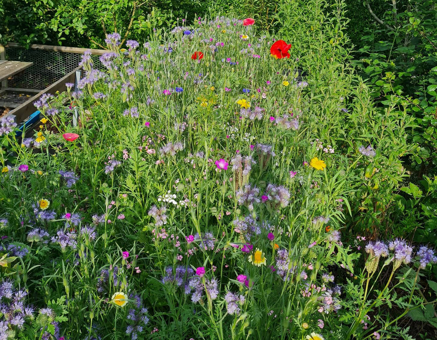 Vild blomsterblanding