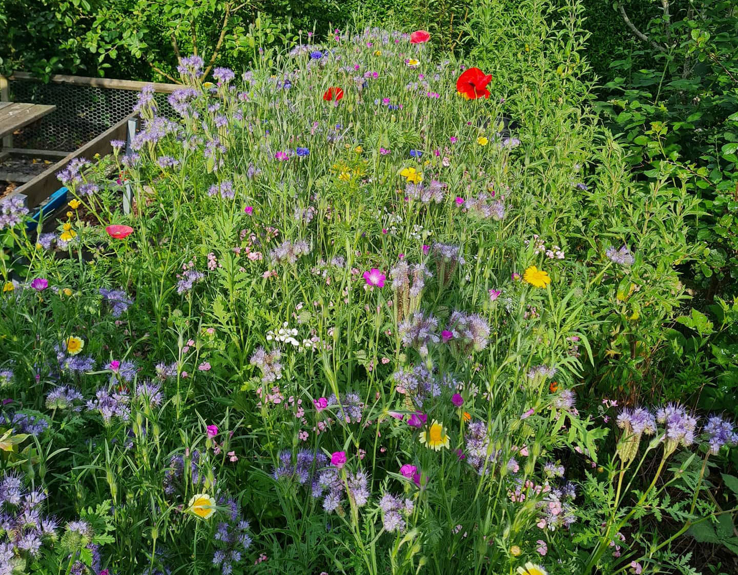 Vild blomsterblanding