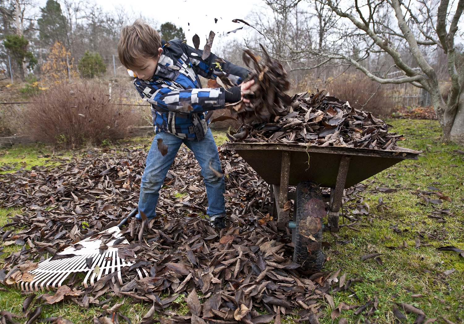 Dreng med en trillebøre og visne blade
