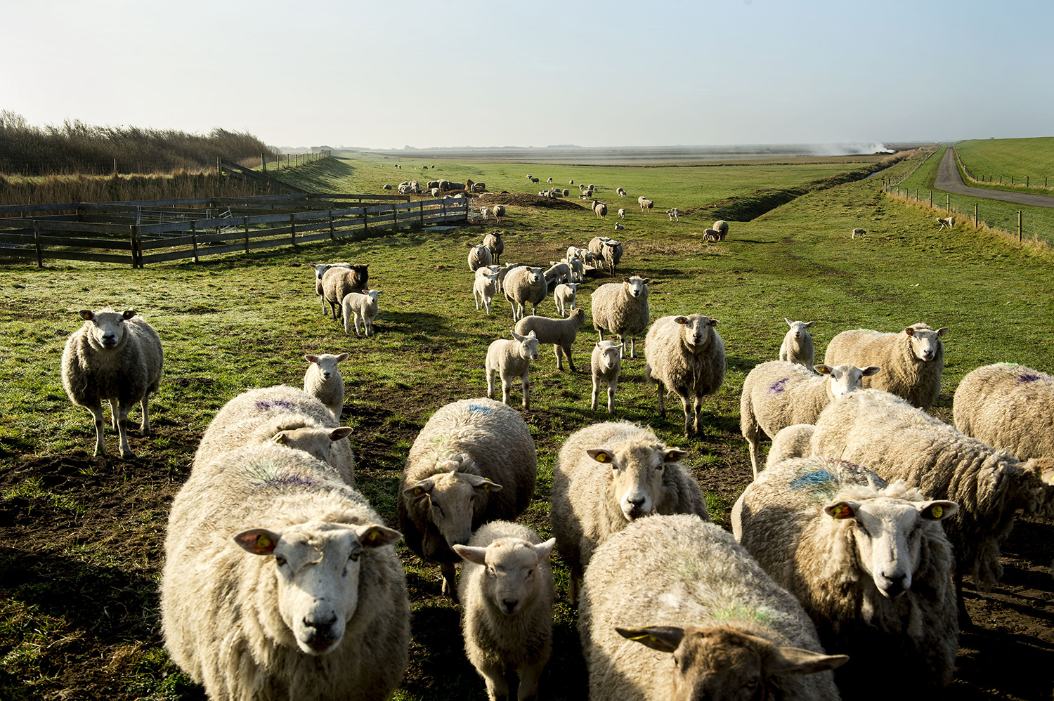 Får og lam på diget