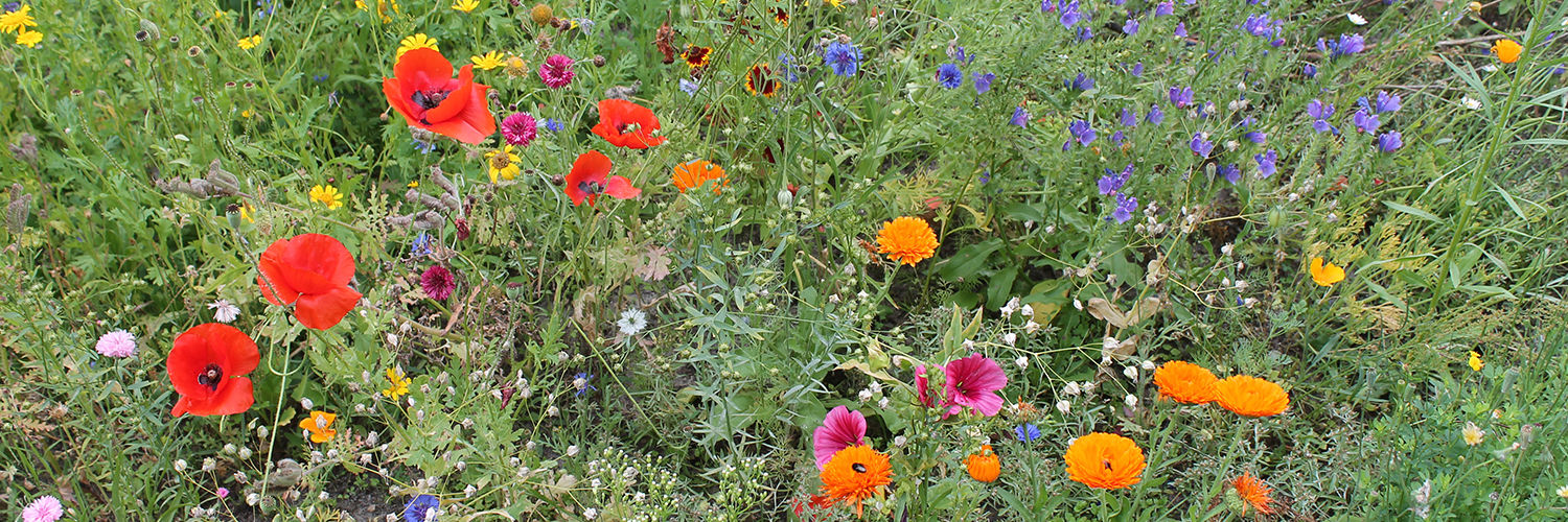 Blomtereng
