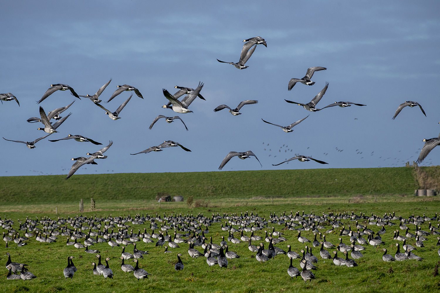 Fulgle ved Vadehavet